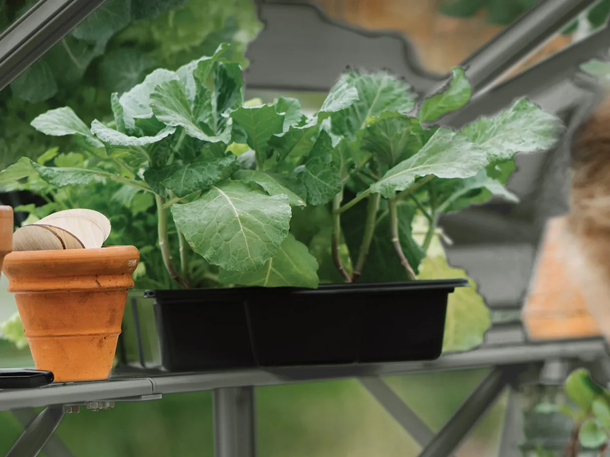 Royal Well | Schap Mary III Tuinkas | Groengrijs