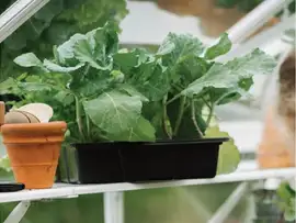 Royal Well | Schap Mary III Tuinkas | Wit