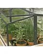 Royal Well | Parsley Planter Broeikas Small | Veiligheidsglas 4 mm