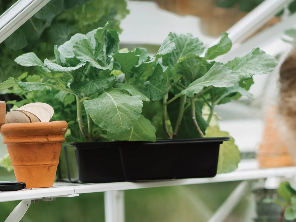 Royal Well | Schap Mary I Tuinkas | Wit