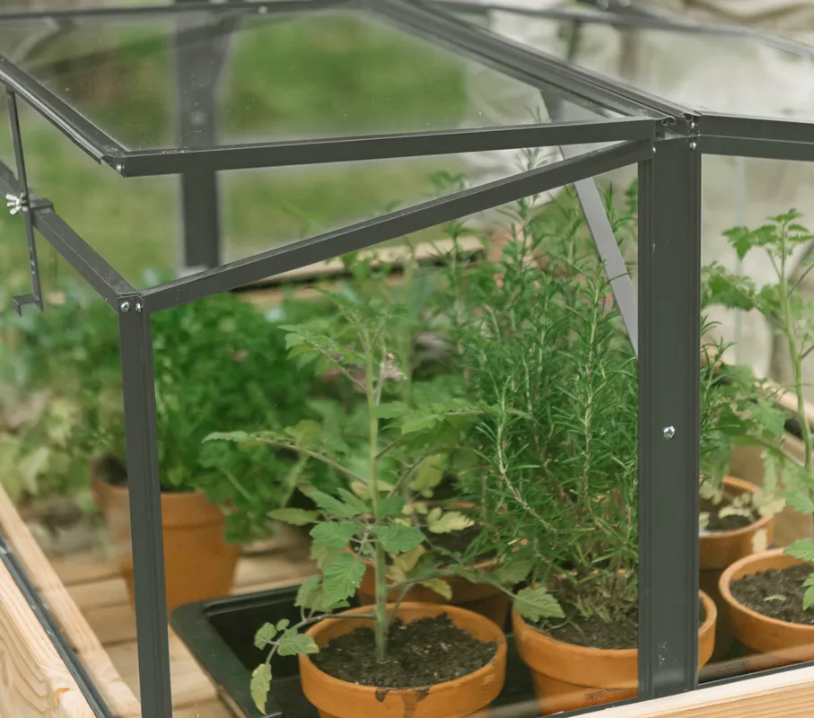 Royal Well | Parsley Planter Broeikas Small | Veiligheidsglas 4 mm