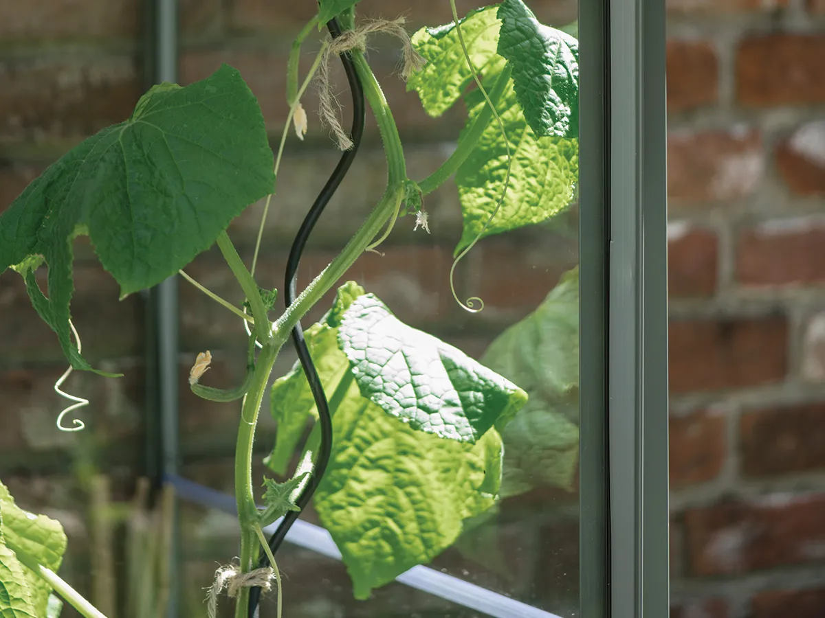 Royal Well | Tomatenspiraal | Set van 4